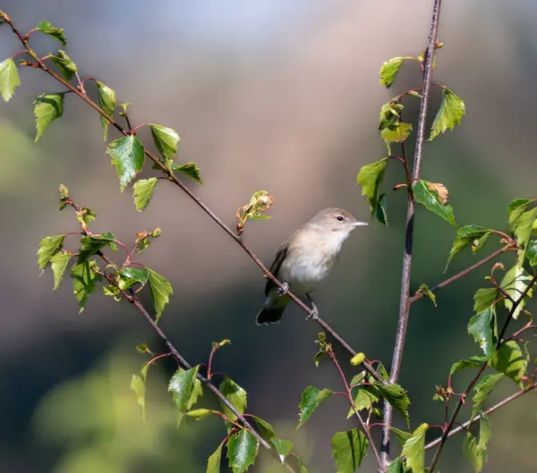 Çalı bülbülü bir dala tünemiş. 