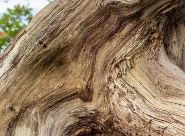 Ağaç kabuğu dokusunu kapat