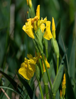 Bahçedeki sarı zambak çiçeği