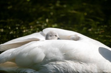 Mother swan with cygnets on her back 
