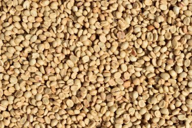 Parşömen Kahve Fasulyeleri Güneşte Kurutuluyor, Islak İşlem Kahvesi.