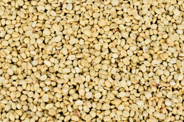 Parşömen Kahve Fasulyeleri Güneşte Kurutuluyor, Islak İşlem Kahvesi.