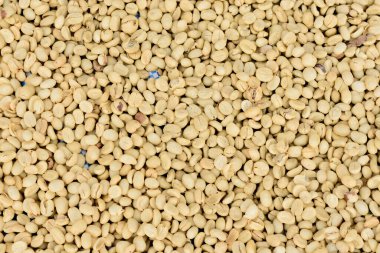 Parşömen Kahve Fasulyeleri Güneşte Kurutuluyor, Islak İşlem Kahvesi.