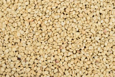 Parşömen Kahve Fasulyeleri Güneşte Kurutuluyor, Islak İşlem Kahvesi.