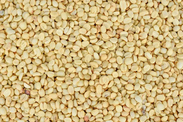 Parşömen Kahve Fasulyeleri Güneşte Kurutuluyor, Islak İşlem Kahvesi.