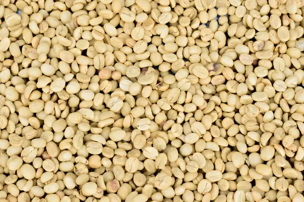 Parşömen Kahve Fasulyeleri Güneşte Kurutuluyor, Islak İşlem Kahvesi.