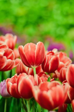 Yakın plan kırmızı laleler yemyeşil yapraklarla çiçekleniyor..