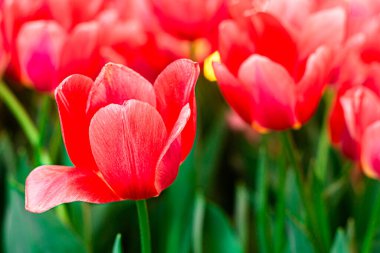 Canlı Mercan Laleleri Çiçek Açtı, Kapalı Bahar Çiçekleri.