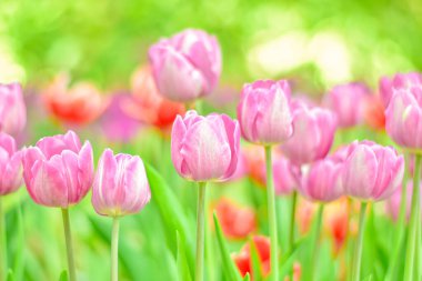 Çiçek tarlasında güzel pembe bir lale çiçeğinin yakın çekimi.