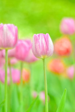 Çiçek tarlasında güzel pembe bir lale çiçeğinin yakın çekimi.