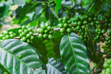 Kahve dallarındaki olgunlaşmamış kahve çekirdeklerini, organik tarım bitkilerini kapatın.