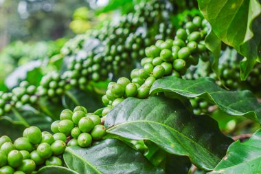 Kahve dallarındaki olgunlaşmamış kahve çekirdeklerini, organik tarım bitkilerini kapatın.