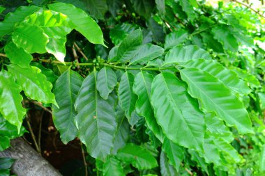 Kahve dallarındaki olgunlaşmamış kahve çekirdeklerini, organik tarım bitkilerini kapatın.