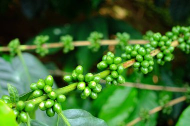 Kahve dallarındaki olgunlaşmamış kahve çekirdeklerini, organik tarım bitkilerini kapatın.
