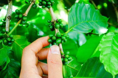 Kahve dallarındaki olgunlaşmamış kahve çekirdeklerini, organik tarım bitkilerini kapatın.