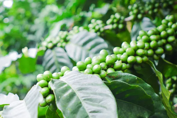 Kahve dallarındaki olgunlaşmamış kahve çekirdeklerini, organik tarım bitkilerini kapatın.