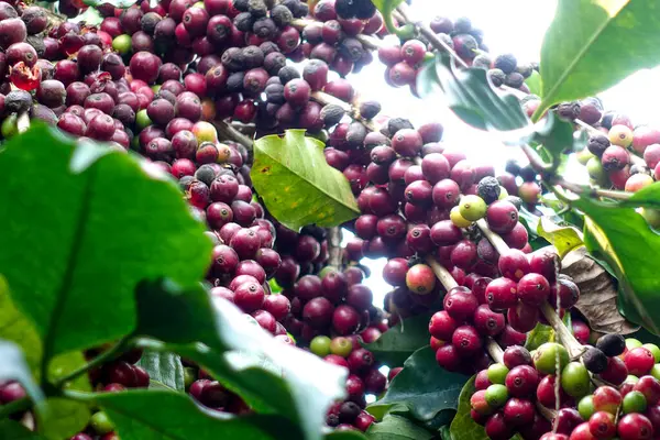 Kırmızı kahve çekirdeğini kapat olgun böğürtlen kahve ağacına taze ekilir..