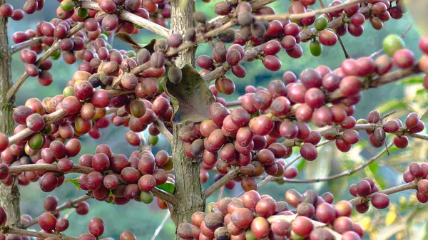 Kırmızı kahve çekirdeğini kapat olgun böğürtlen kahve ağacına taze ekilir..