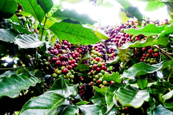 Kırmızı kahve çekirdeğini kapat olgun böğürtlen kahve ağacına taze ekilir..