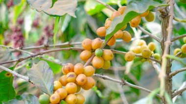 Kahve çekirdeği olgunlaşmış meyveler kahve ağacına taze ekilir.