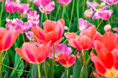 Canlı Mercan Laleleri Çiçek Açtı, Kapalı Bahar Çiçekleri.