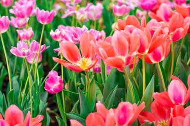 Canlı Mercan Laleleri Çiçek Açtı, Kapalı Bahar Çiçekleri.