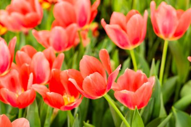 Canlı Mercan Laleleri Çiçek Açtı, Kapalı Bahar Çiçekleri.