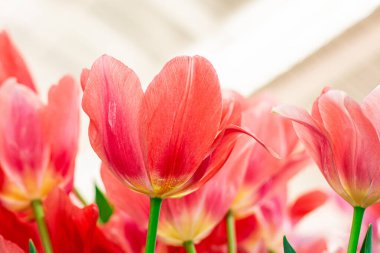 Canlı Mercan Laleleri Çiçek Açtı, Kapalı Bahar Çiçekleri.