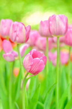 Çiçek tarlasında güzel pembe bir lale çiçeğinin yakın çekimi.