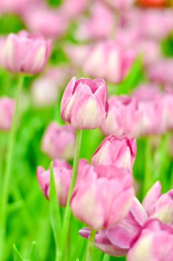 Çiçek tarlasında güzel pembe bir lale çiçeğinin yakın çekimi.