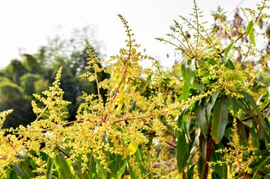 Mango buketi ya da mango çiçeği mango ağaçlarında tomurcuklanıyor.