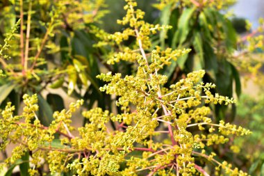 Mango buketi ya da mango çiçeği mango ağaçlarında tomurcuklanıyor.