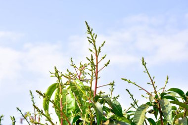 Mango buketi ya da mango çiçeği mango ağaçlarında tomurcuklanıyor.