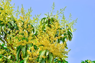 Mango buketi ya da mango çiçeği mango ağaçlarında tomurcuklanıyor.