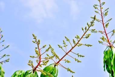 Mango buketi ya da mango çiçeği mango ağaçlarında tomurcuklanıyor.