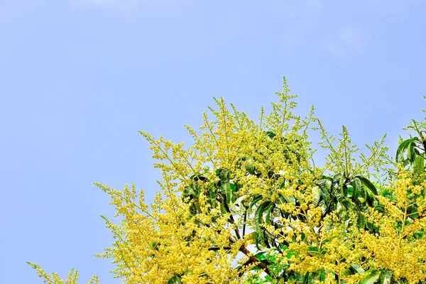 Mango buketi ya da mango çiçeği mango ağaçlarında tomurcuklanıyor.