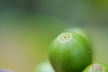 Kahve ağacının dalında olgunlaşan kahve kirazlarını kapat. Kahve ağacına taze taze meyve tohumu ekle..
