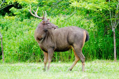 Tayland 'daki Khao Yai Ulusal Parkı' nda yemyeşil bir çevrede beslenen bir Sambar Geyiği (Rusa unicolor)..
