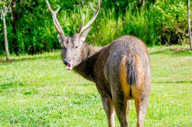 Tayland 'daki Khao Yai Ulusal Parkı' nda yemyeşil bir çevrede beslenen bir Sambar Geyiği (Rusa unicolor)..