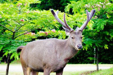 Majestic Sambar Geyiği, Tayland 'daki Khao Yai Ulusal Parkı' nda tek renkli Rusa..