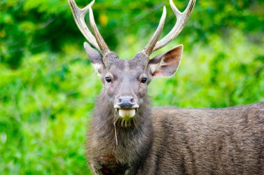 Majestic Sambar Geyiği, Tayland 'daki Khao Yai Ulusal Parkı' nda tek renkli Rusa..