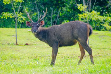 Majestic Sambar Geyiği, Tayland 'daki Khao Yai Ulusal Parkı' nda tek renkli Rusa..