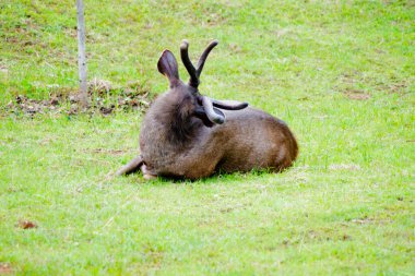 Sambar Geyiği (Rusa unicolor) Tayland 'daki Khao Yai Ulusal Parkı' nda dinleniyor.