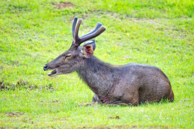 Sambar Geyiği (Rusa unicolor) Tayland 'daki Khao Yai Ulusal Parkı' nda dinleniyor.