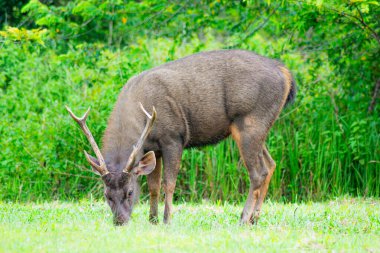 Sambar Geyiği Tayland 'daki Khao Yai Ulusal Parkı' nda otluyor.