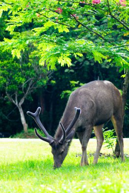 Sambar Geyiği Tayland 'daki Khao Yai Ulusal Parkı' nda otluyor.