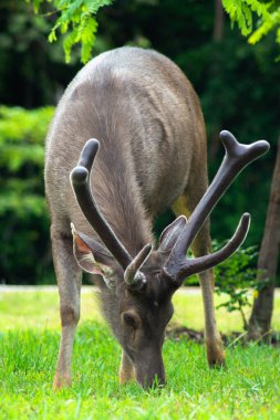 Sambar Geyiği Tayland 'daki Khao Yai Ulusal Parkı' nda otluyor.