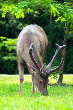 Sambar Geyiği Tayland 'daki Khao Yai Ulusal Parkı' nda otluyor.