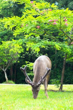 Sambar Geyiği Tayland 'daki Khao Yai Ulusal Parkı' nda otluyor.