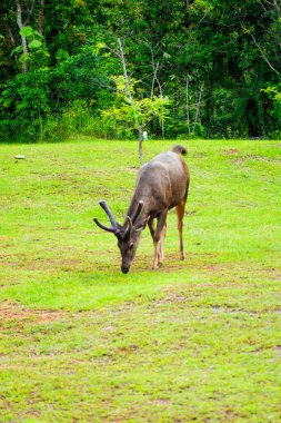 Sambar Geyiği Tayland 'daki Khao Yai Ulusal Parkı' nda otluyor.